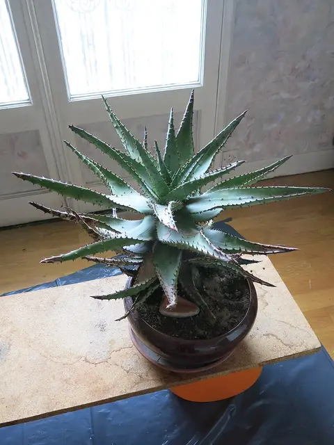 Plante d'intérieur cactus (lot de 3)