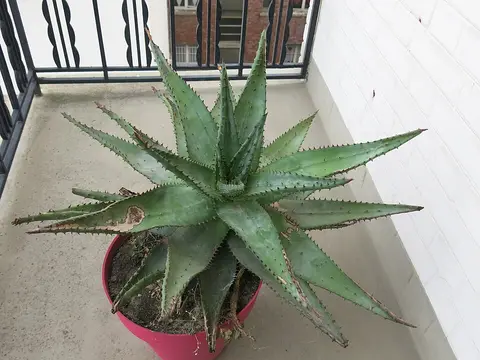 Plante d'intérieur monstera