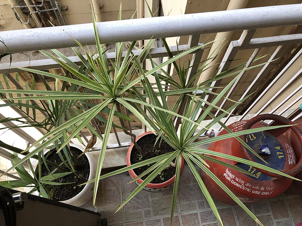 Plante d'intérieur monstera