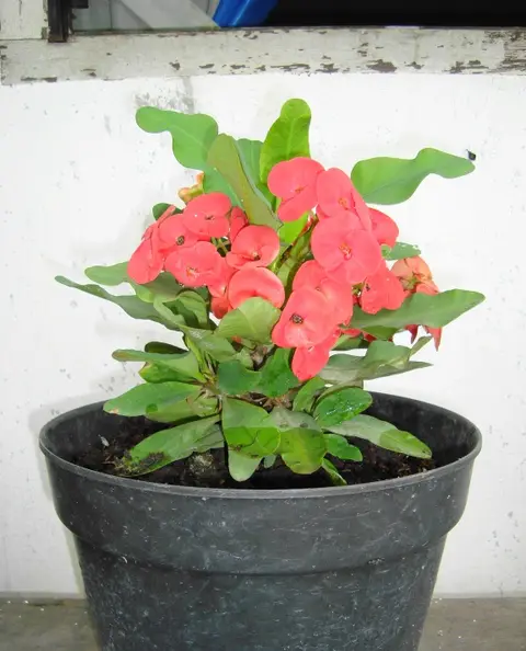 Plante d'intérieur cactus (lot de 3)