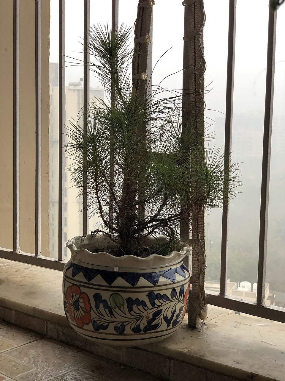 Plante d'intérieur ficus 1,2 m