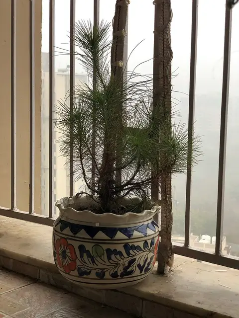 Plante d'intérieur cactus (lot de 3)