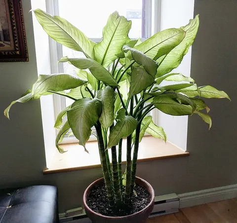 Plante d'intérieur monstera