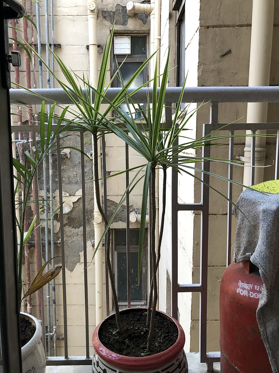Plante d'intérieur cactus (lot de 3)