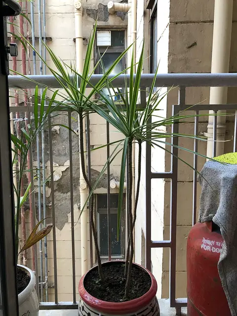 Plante d'intérieur cactus (lot de 3)