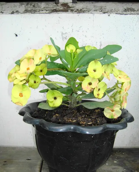 Plante d'intérieur monstera