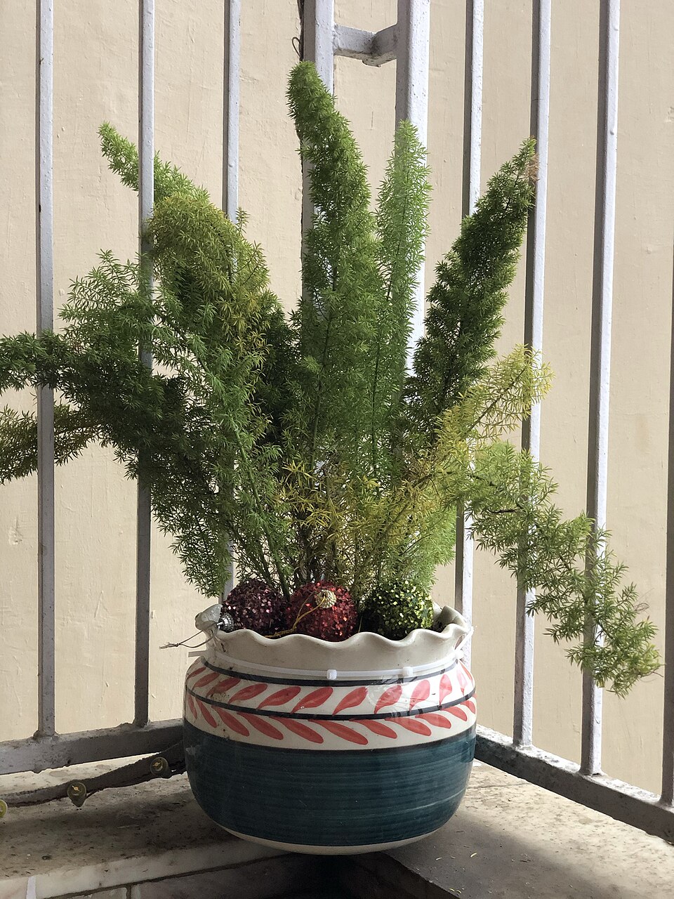 Plante d'intérieur ficus 1,2 m