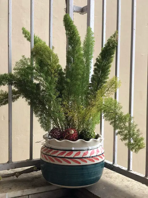 Plante d'intérieur ficus 1,2 m